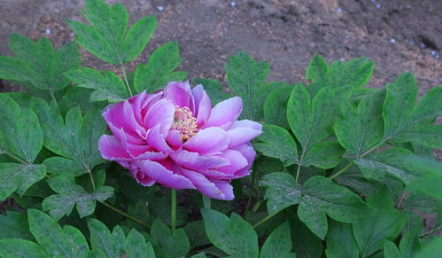 牡丹花開，苗木生機