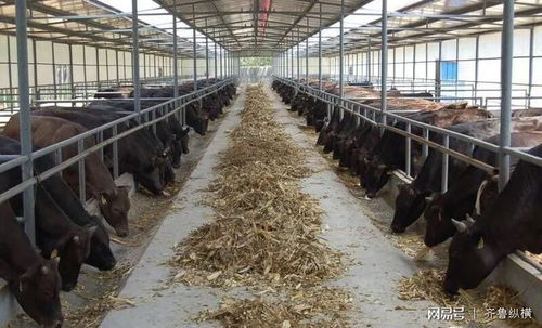 高青農民養殖“金牛”有一套 肉牛登國宴，奶牛單產領全國